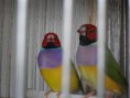 /album/fotos%20das%20instala%c3%a7oes%20e%20algumas%20das%20mimhas%20aves/pedro-exoticos-015-jpg/
